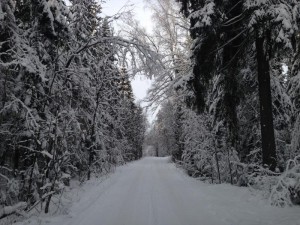 Зимний лес - Коттеджный посёлок «Хлыбы». Земельные участки в Дмитровском районе.