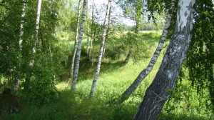 Солнечная полянка. Земельные участки в Дмитровском районе.