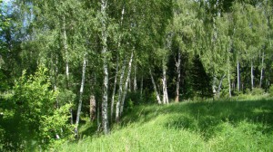 Березовая роща. Земля в Дмитровском районе.