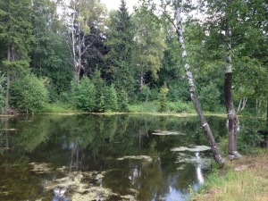 Летний пейзаж. Купить участок в Дмитровском районе.